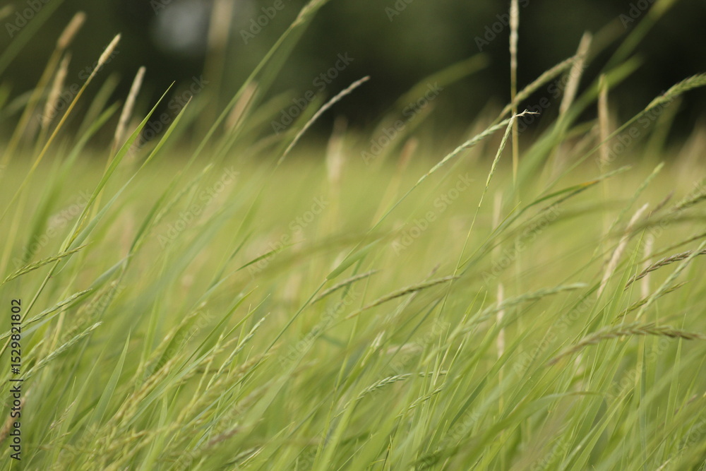 Obraz premium Gentle Breeze in Green Grass