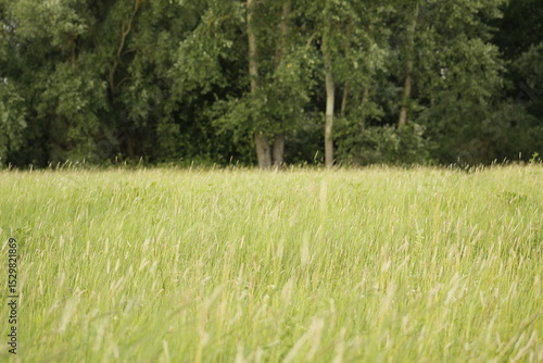 Lush Green Meadow