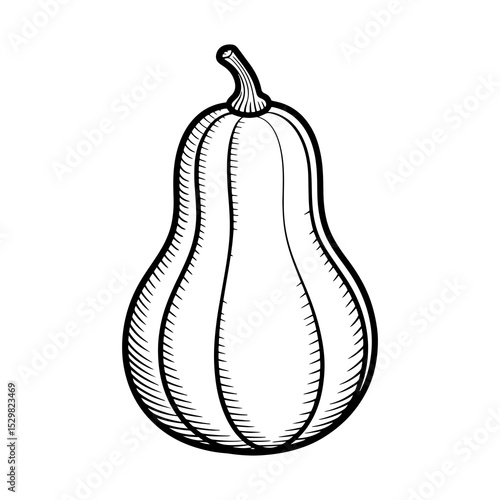 Hand drawn black and white illustration of a butternut squash