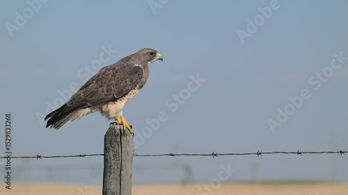 Swainson's Hawk in Southern Alberta