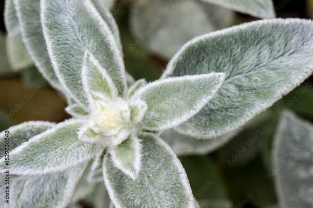 The woolly one. sheep's ears. a green shaggy plant. close-up. natural light. The woolly one. sheep's ears. a green shaggy plant. close-up. natural light.