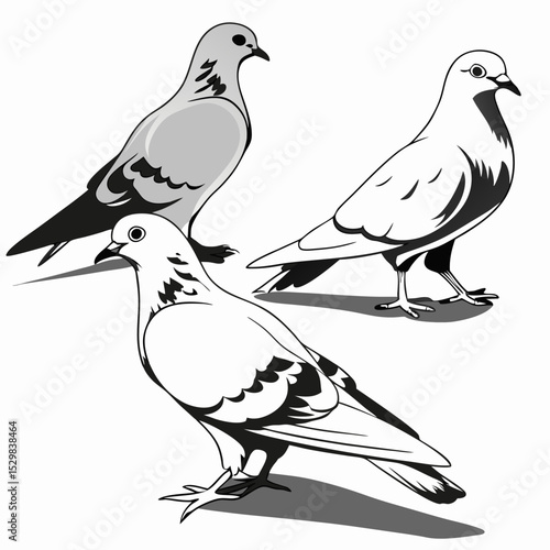 white and black White pigeons