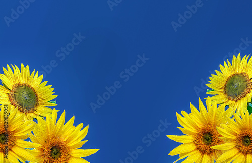 Bright yellow Sunflowers in the blue background