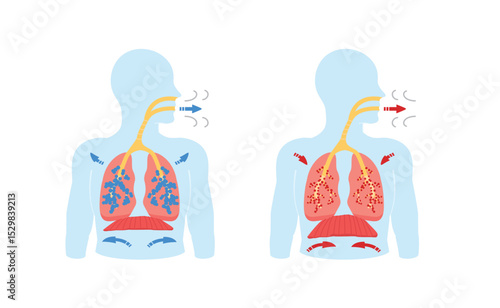 Breathing. Respiratory system operation, Inhalation and exhalation, Diaphragm movement. study Medical education
