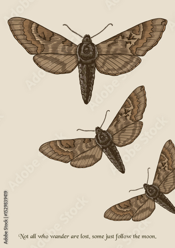 Vintage Hand Drawn Moth Illustration with Inspirational Quote – Insect wall art printable poster