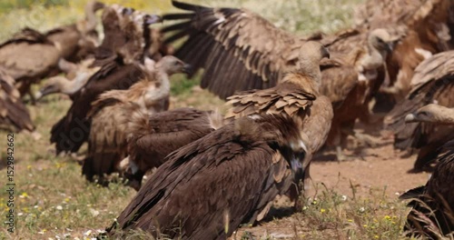 Griffon and cinereous vultures on ground in natural spring habitat