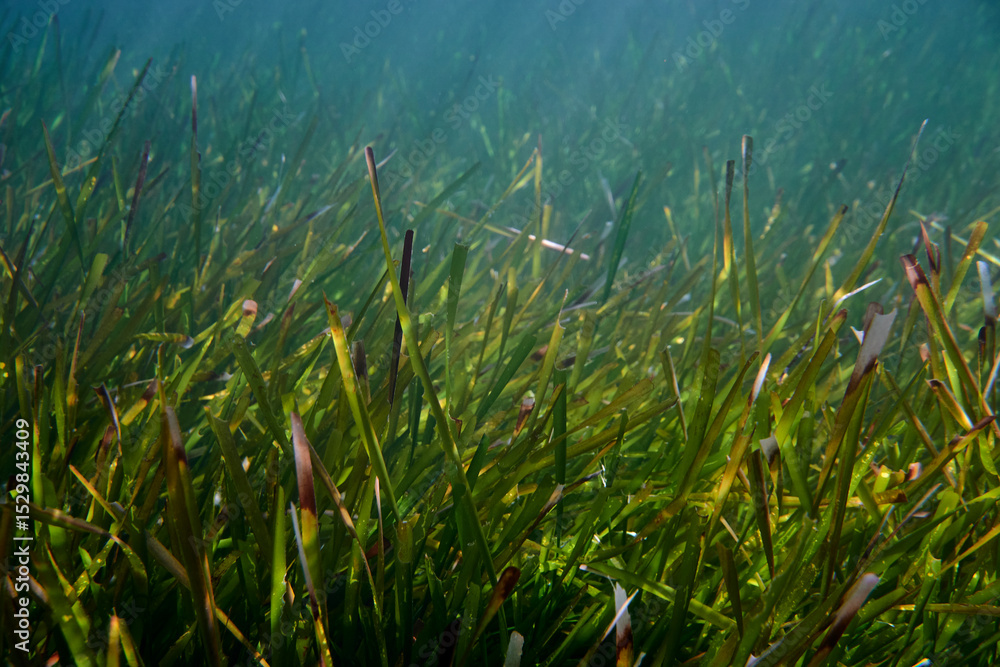Obraz premium Underwater Posidonia Oceanica seagrass seen in the mediterranean sea with clear blue water. Meadows of this algae are important for the ecosystem and for the marine environment