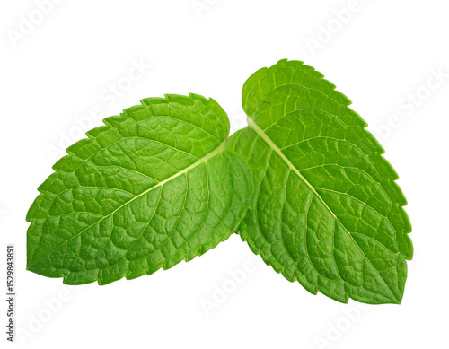 Zwei einzelne Minzblätter isoliert auf weißen Hintergrund