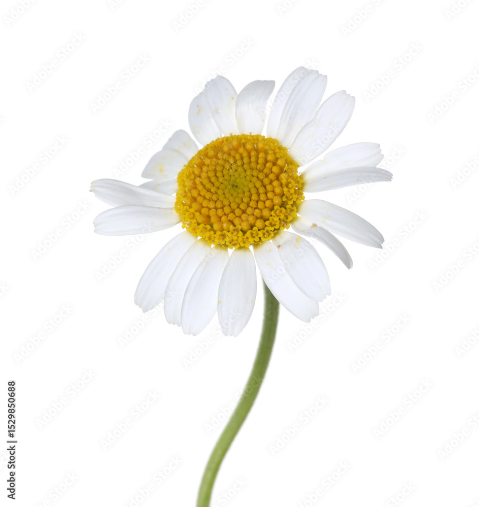 Fototapeta premium One beautiful chamomile flower isolated on white
