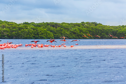 Flamencos Rosados en Ría Celestún, Yucatán.