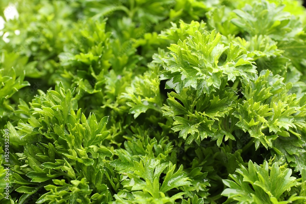 Fresh curly parsley as background, closeup view Fresh curly parsley as background, closeup view