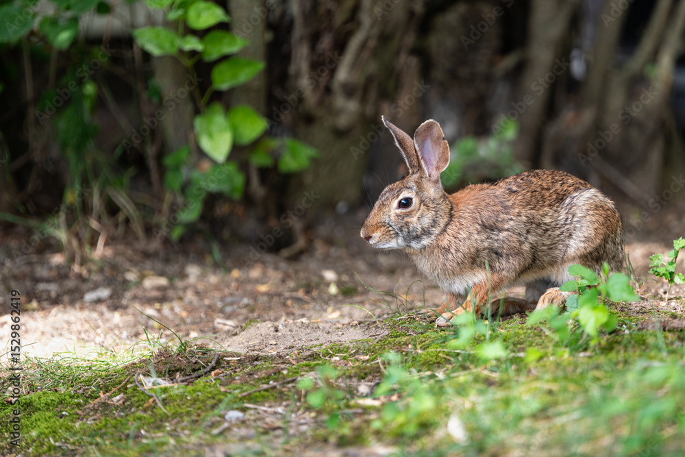 Fototapeta premium Eastern cottontail rabbit under some brush