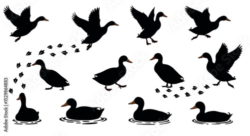 Silhouette ducks in various poses and movements on white background vector illustration