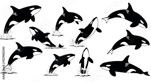 Black and white orcas performing aquatic jumps and dives in various angles vector illustration