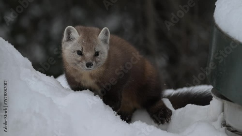 American marten in the Canadian boreal forest