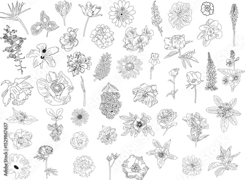Set of flowers outline vector illustration Hand-drawn botanical line art Great for wedding decor, invitation, coloring books or card. Lilac, lupine, poppy seed, daisy, tulip, lilly, rose, gerbera