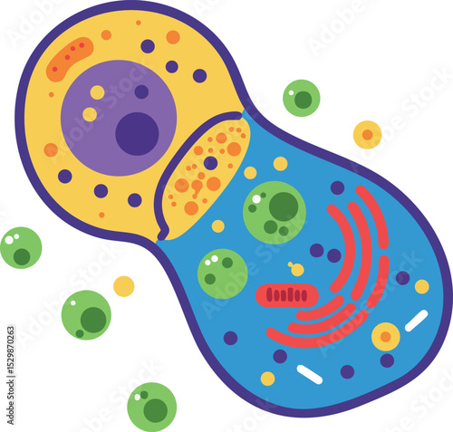 Cell division illustration of animal cells showing mitosis process in colorful design