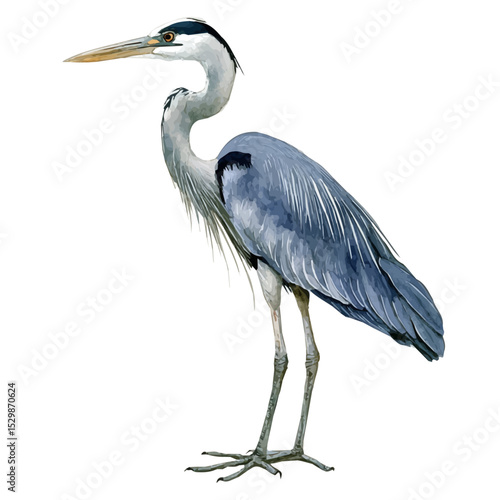 Heron, watercolor vector, isolated on a white background.