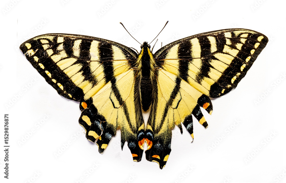 Fototapeta premium Eastern tiger swallowtail