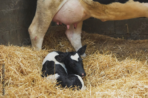Cute newborn calf on a farm in Denmark close-up