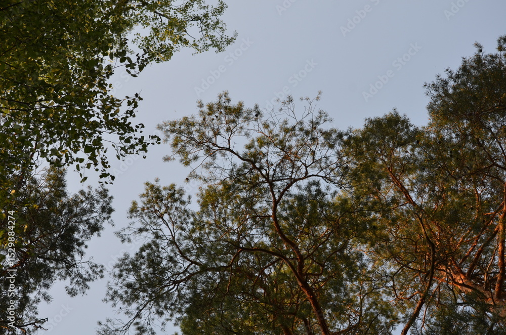 Obraz premium Blue sky above the treetops. Pine forest, long brown trunks of pine trees go high up. At the top there are visible branches with green needles and a blue sky without clouds.