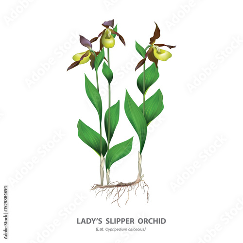 lady's slipper orchid (lat. Cypripedium calceolus) - detailed botanical drawing of a plant with flowers, stems, leaves, roots and plant name isolated on white background.
