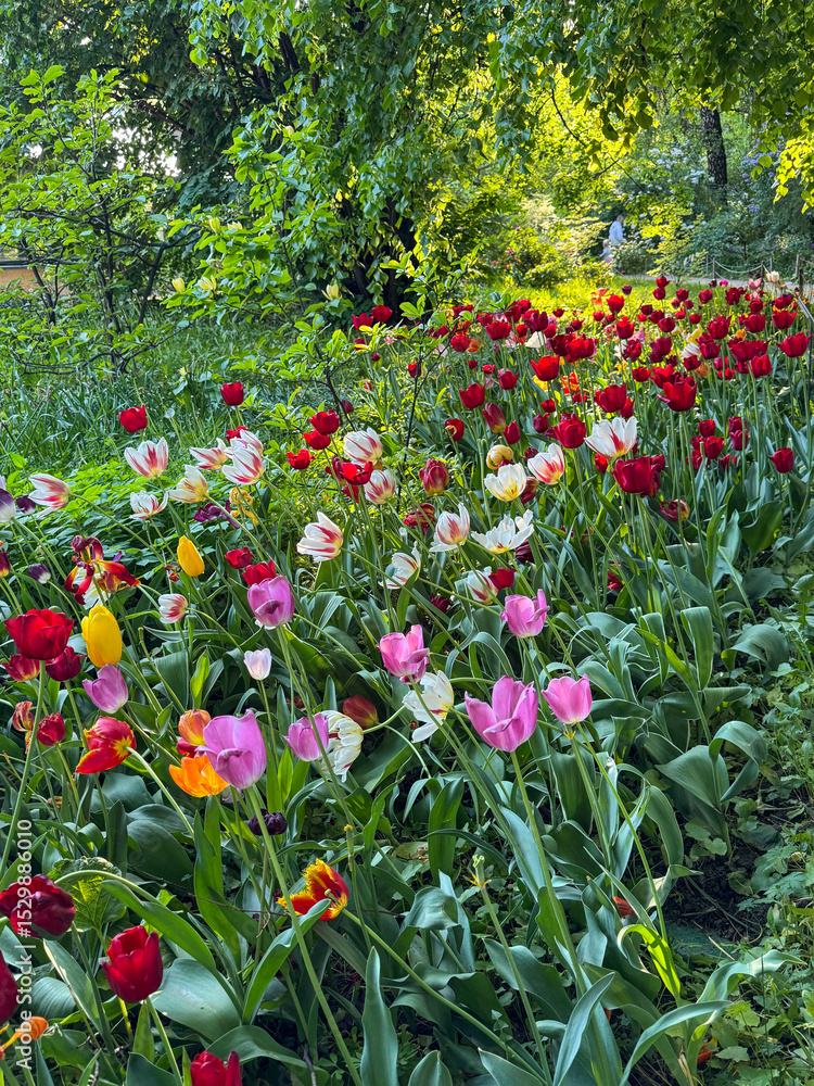 Obraz premium Vibrant garden filled with blooming tulips in springtime sunlight