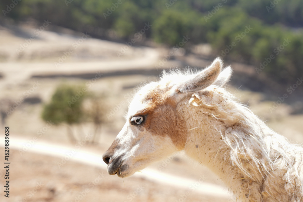 Obraz premium white llama portrait