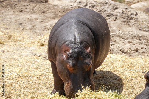hippopotamus in water