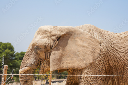 Elephant 