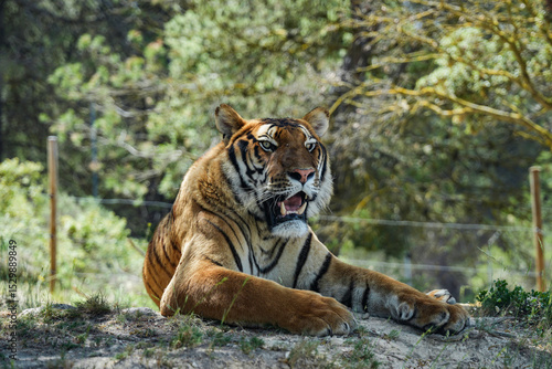 tiger in the zoo