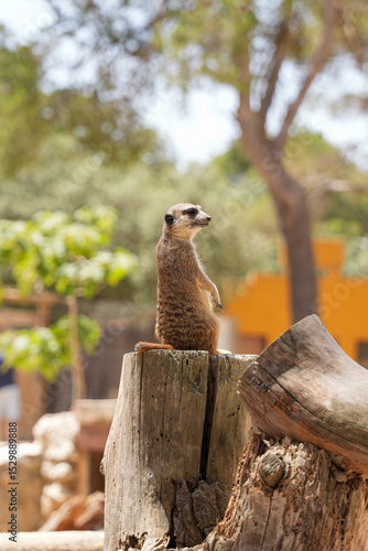 meerkat in the zoo