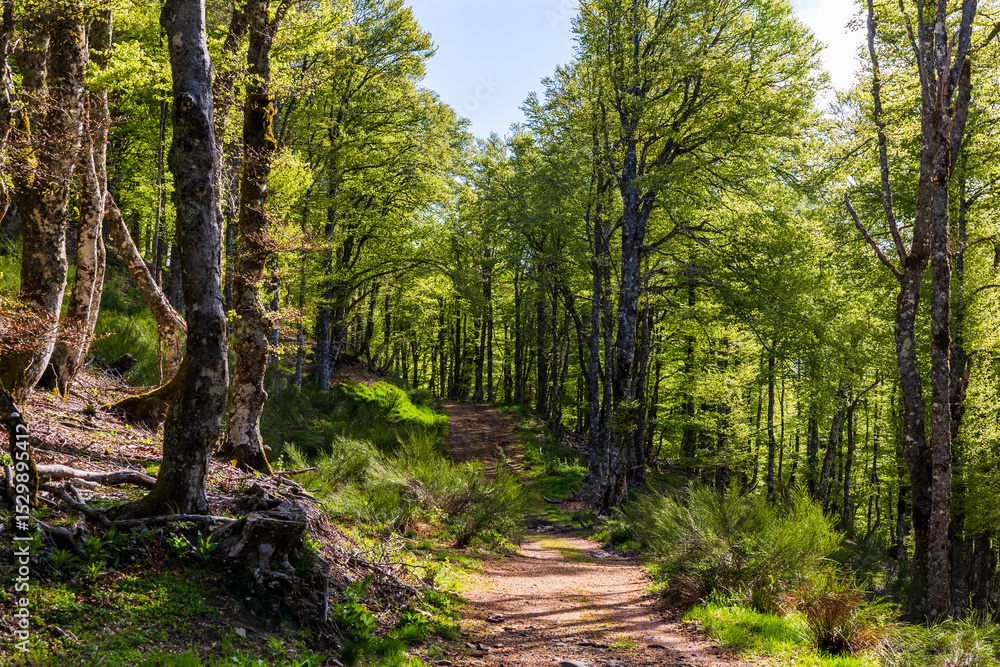Obraz premium Hiking trail through the forest of Mandailles-Saint-Julien in the Cantal mountains