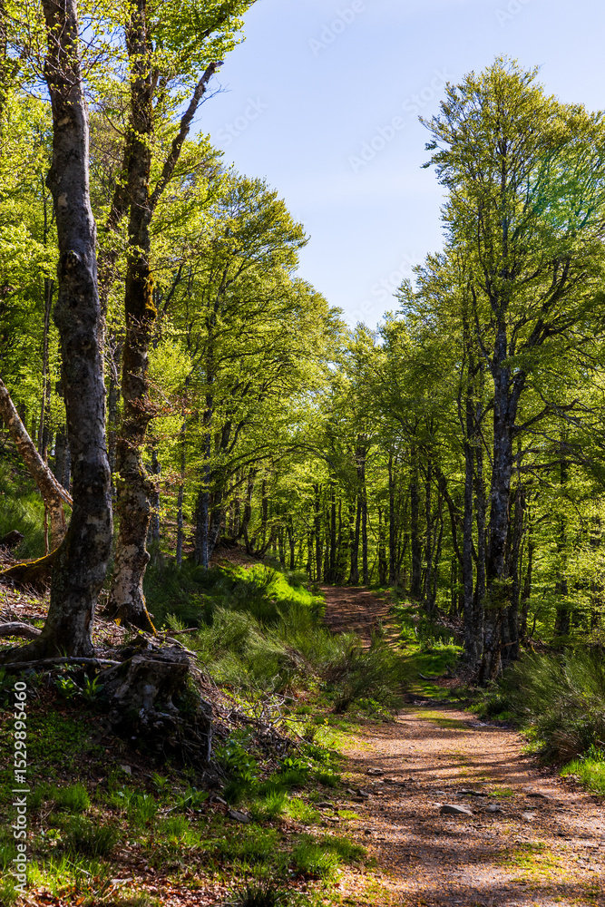 Obraz premium Hiking trail through the forest of Mandailles-Saint-Julien in the Cantal mountains