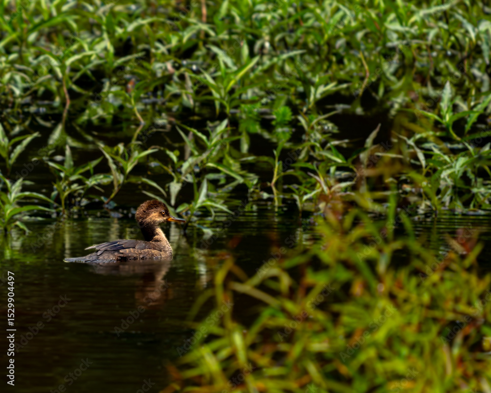 Fototapeta premium A non-breeding male Hooded Merganser enjoying a peaceful swim on a quiet pond.