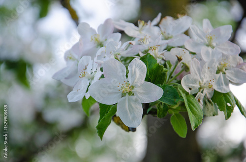 Blossoming branch of an apple tree, on a blurred background. Blossoming apple tree, close-up. blossoming of a fruit tree in spring. Background with apple blossom
