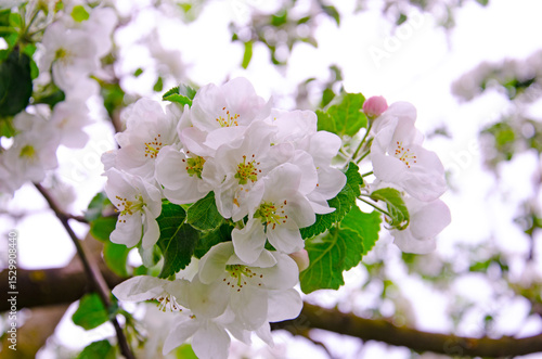 Blossoming branch of an apple tree, on a blurred background. Blossoming apple tree, close-up. blossoming of a fruit tree in spring. Background with apple blossom
