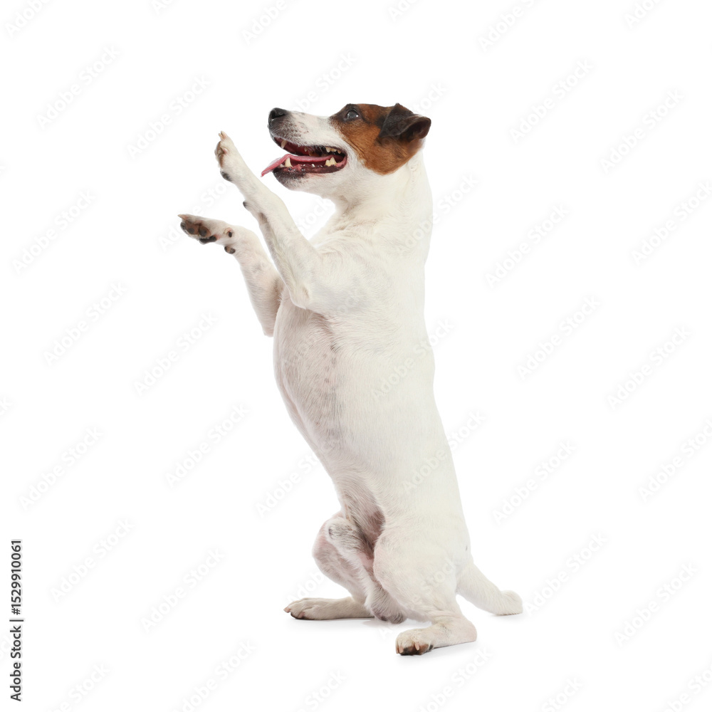 Fototapeta premium Cute dog playing on white background. Lovely pet