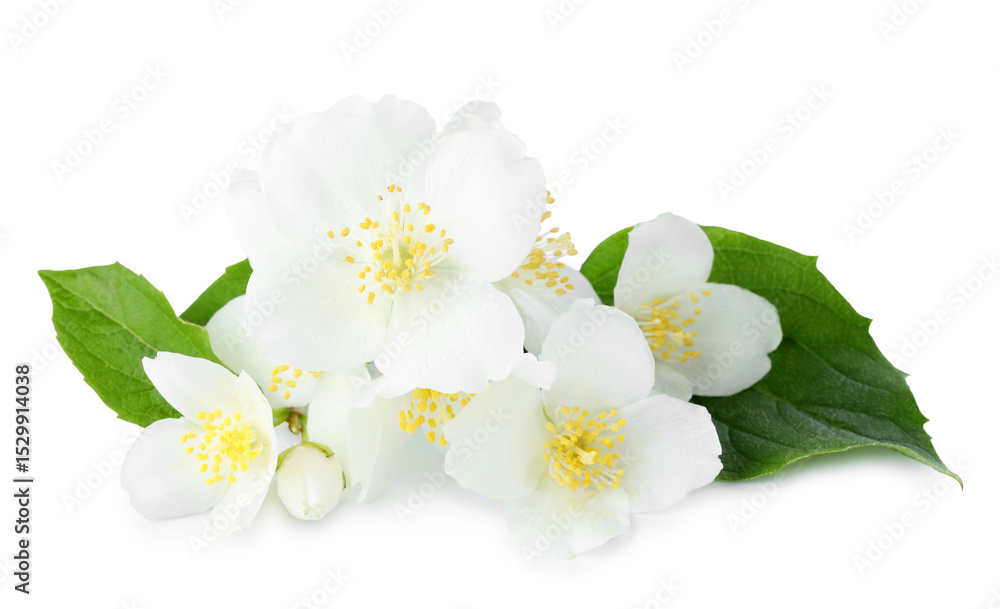 Obraz premium Beautiful jasmine buds with green leaves isolated on white