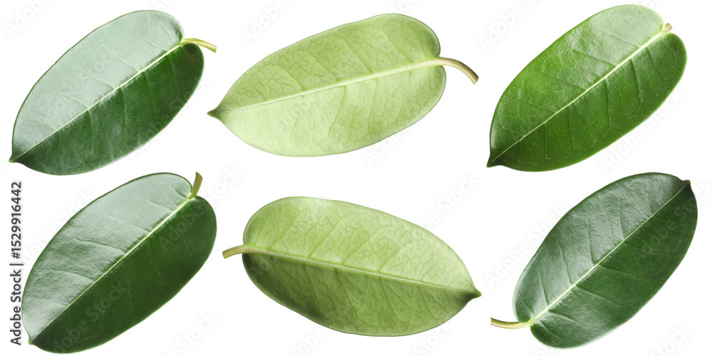 Fototapeta premium Many green leaves isolated on white, set
