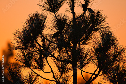 A silhouette of pine tree in the mountain at the beautiful sunset landscape.