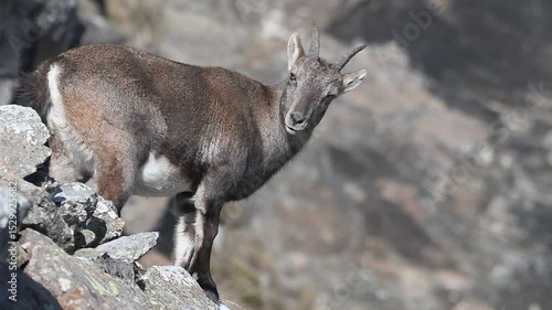 Winter Alpine ibex or wild mountain goat (Capra ibex) standing at a steep rocky slope, Alps Mountains. 