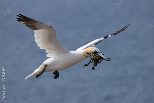 Canvastavla northern gannet (Morus bassanus)
