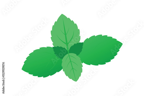 Fresh Mint Leaf Isolated on White Background Vector