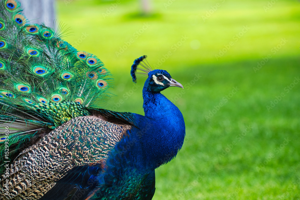 Obraz premium A vivid portrait of a male Indian peafowl (Pavo cristatus) showcasing its brilliant blue and green plumage. Captured in natural daylight, the elegant bird stands proudly on a lush green lawn.