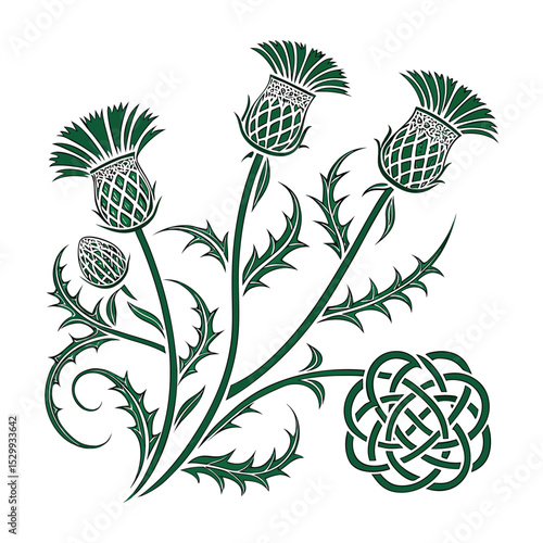 Elegant Thistle and Celtic Knot Design A Botanical Illustration