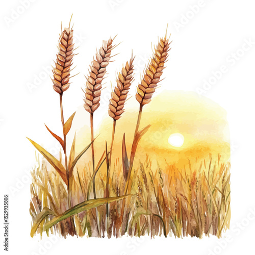 Golden Wheat Field Sunset, watercolor vector, isolated on a white background.
