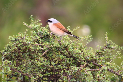 Nature forest sea beach landscape