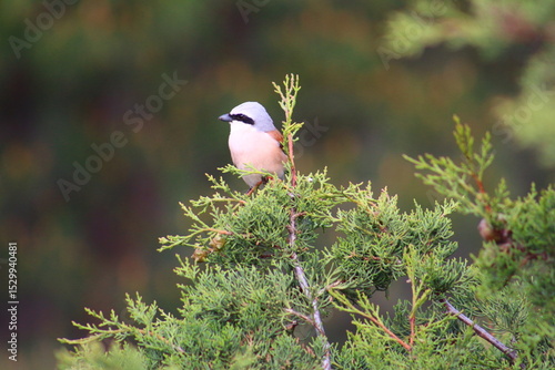 Nature forest sea beach landscape