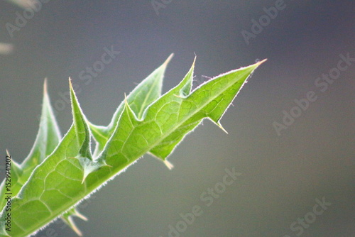 Nature forest sea beach landscape